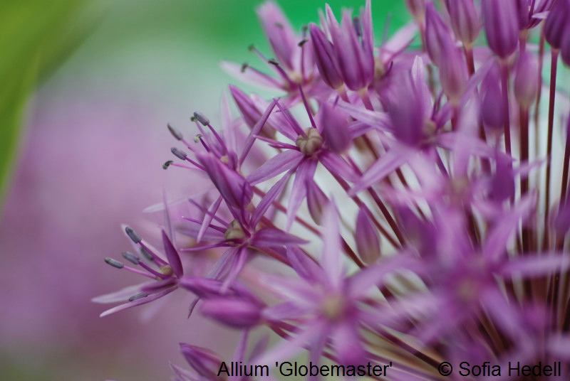 Allium 'Globemaster', jttelk