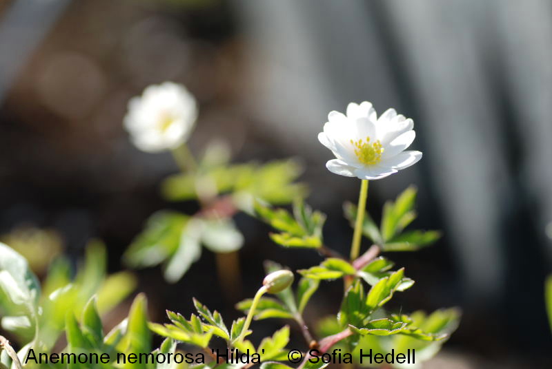 Anemone nemorosa 'Hilda'