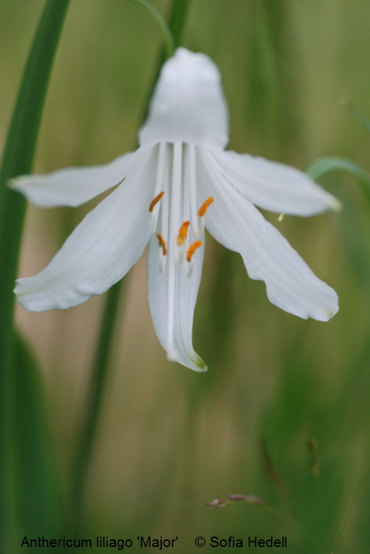 Anthericum liliago 'Major', stor sandlilja