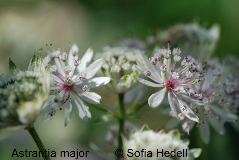 Astrantia major, stjrnflocka