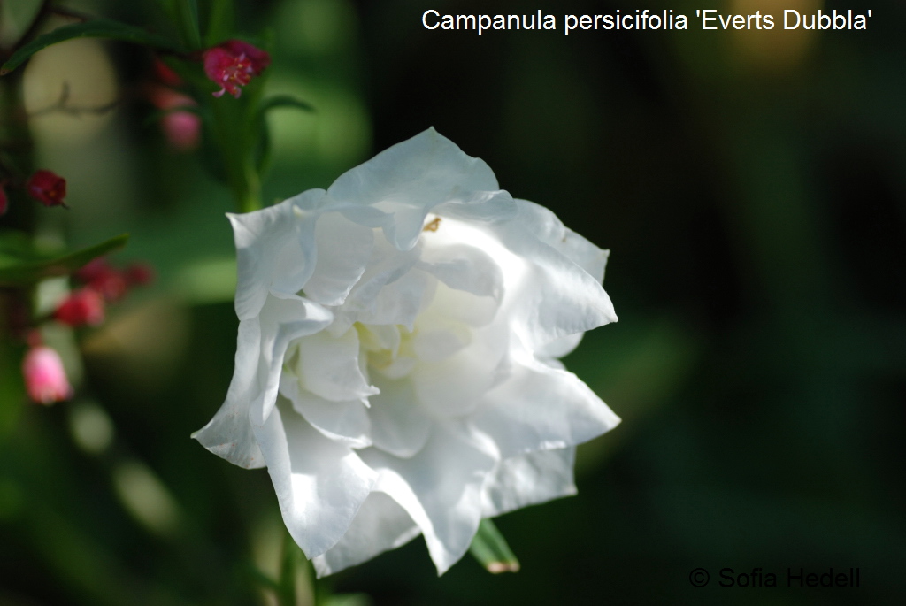 Campanula persicifolia 'Everts Dubbla', dubbel vit stor blklocka