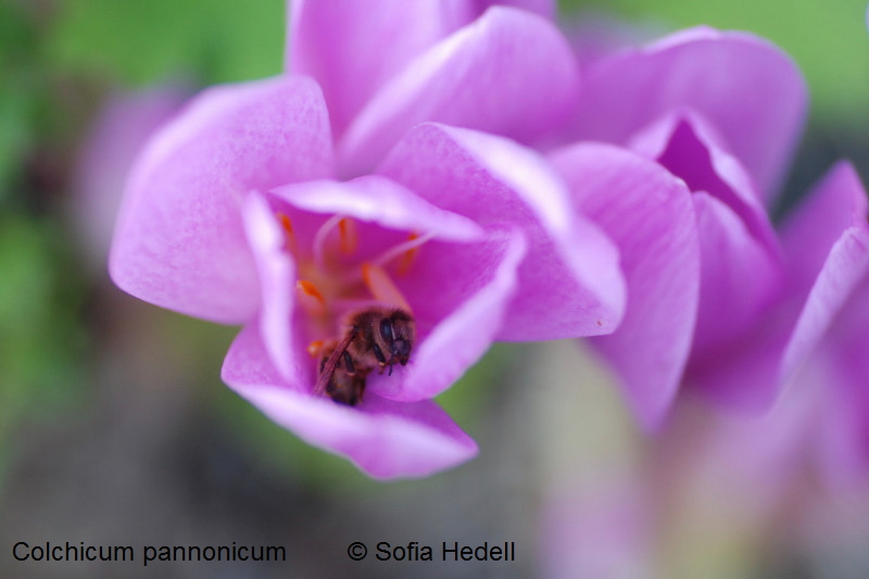 Colchicum pannonicum, tidlsa