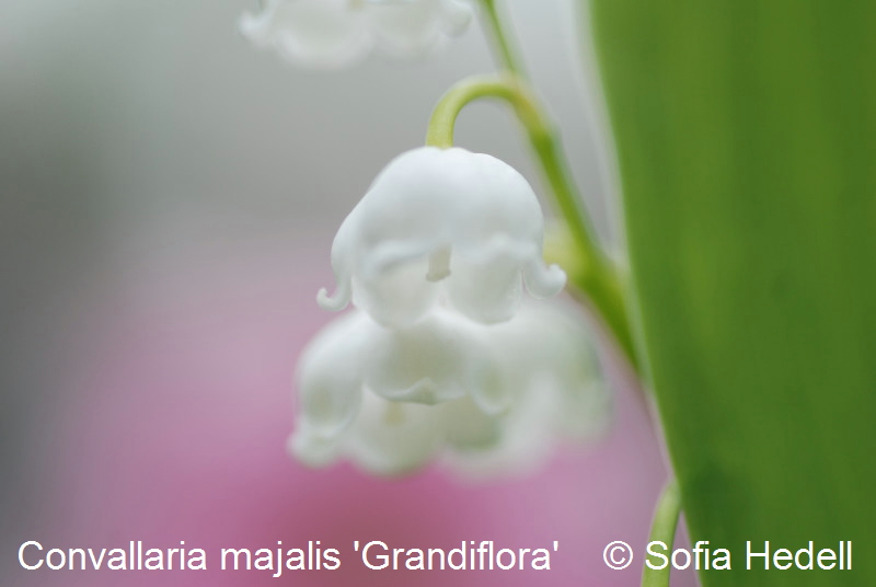 Convallaria majalis 'Grandiflora', storblommig liljekonvalj