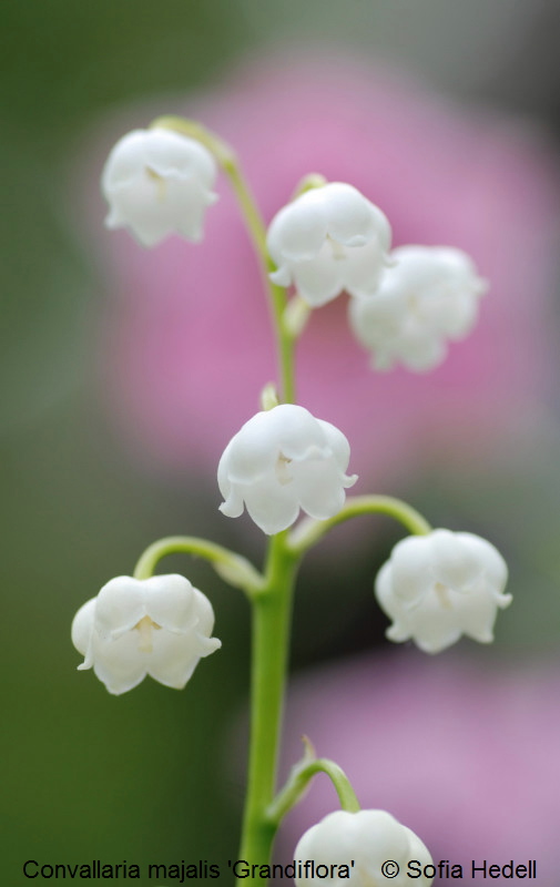 Convallaria majalis 'Grandiflora', storblommig liljekonvalj