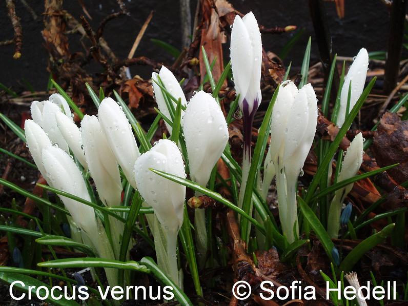 Crocus vernus, vrkrokus