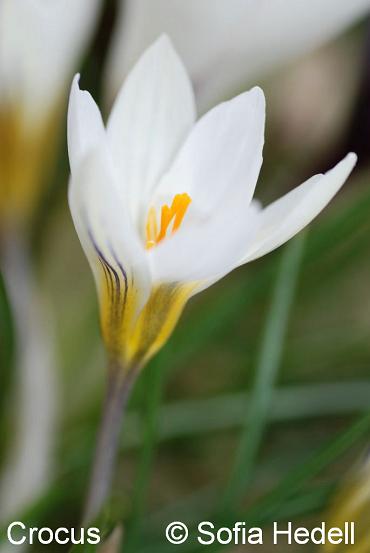 Crocus chrysanthus, bgarkrokus