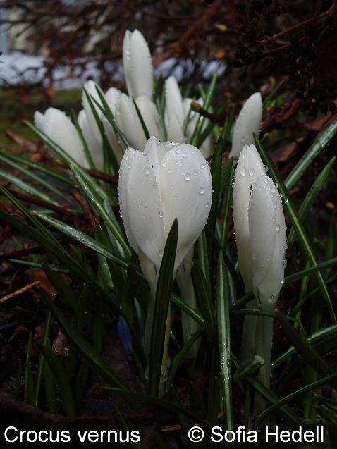 Crocus vernus, vrkrokus