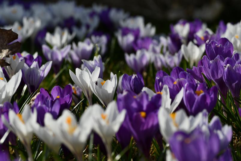 Crocus vernus, vrkrokus