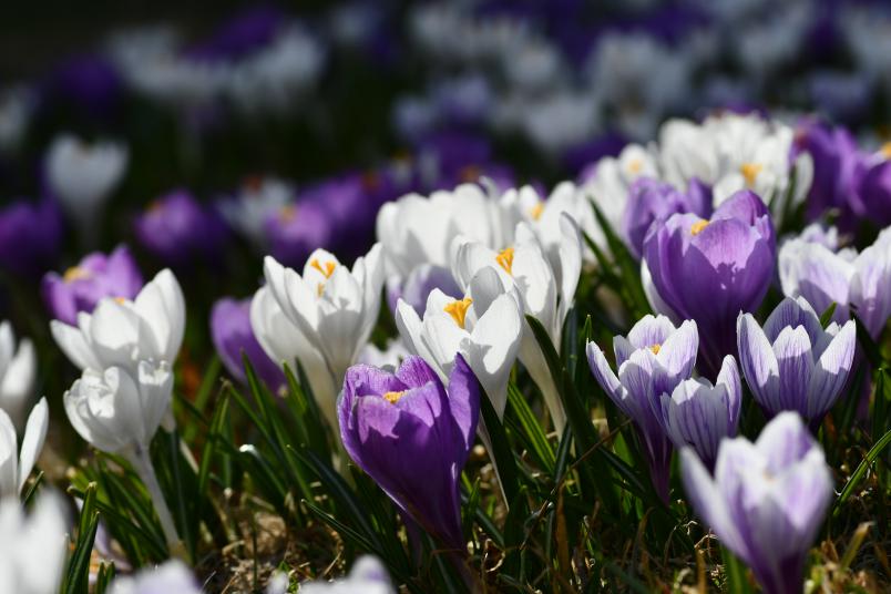 Crocus vernus, vrkrokus