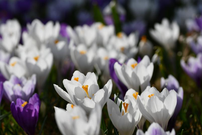Crocus vernus, vrkrokus