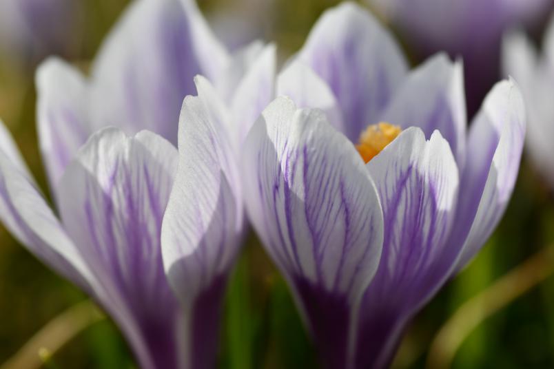 Crocus vernus, vrkrokus