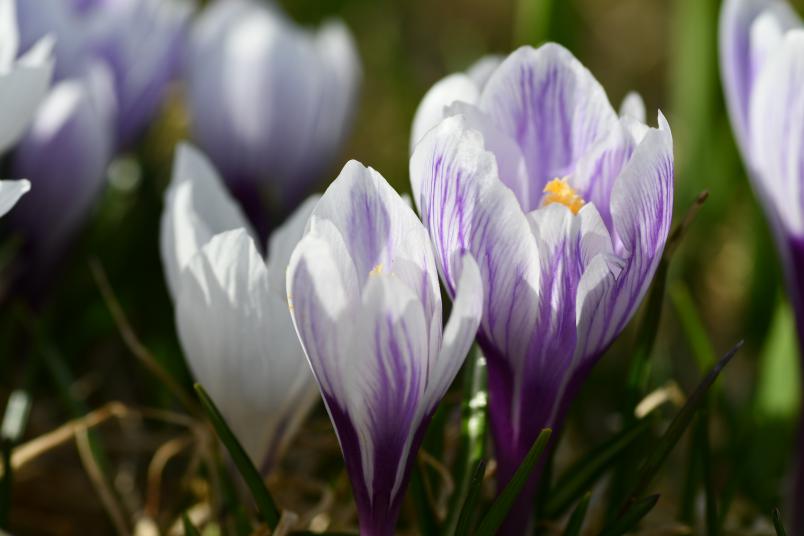 Crocus vernus, vrkrokus