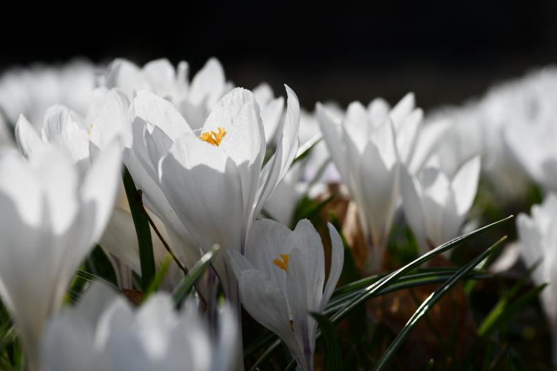 Crocus vernus 'Jeanne d'Arc', vrkrokus