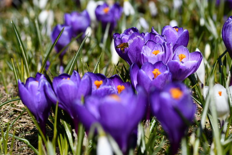 Crocus vernus 'Flower Record, vrkrokus