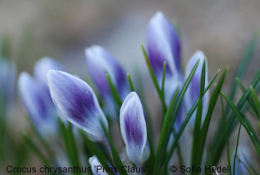 Crocus chrysanthus, bgarkrokus