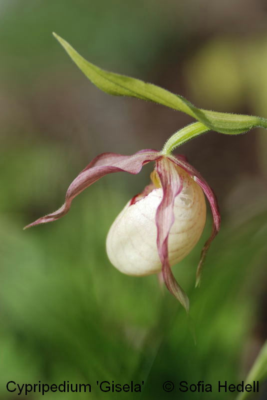 Cypripedium 'Gisela', toffelorkidehybrid