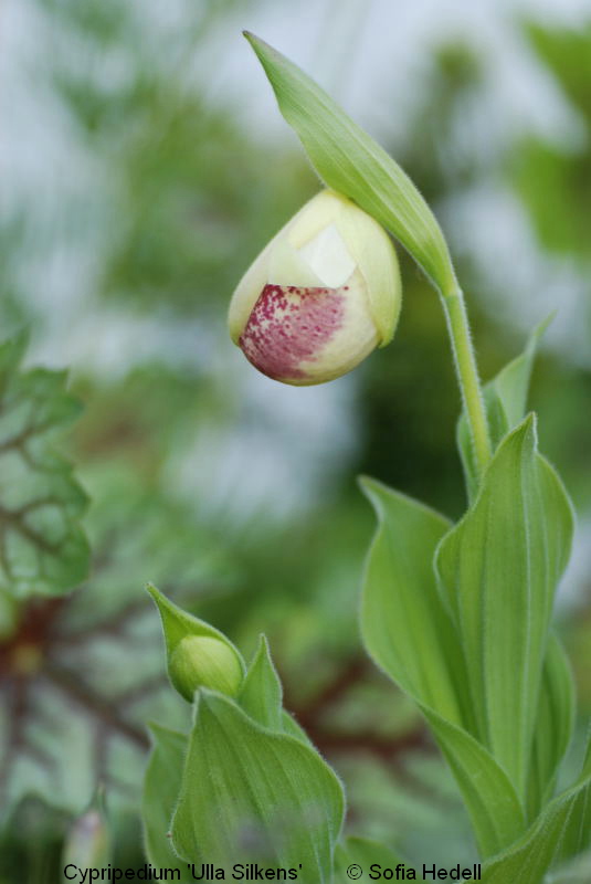 Cypripedium 'Ulla Silkens', toffelorkidehybrid
