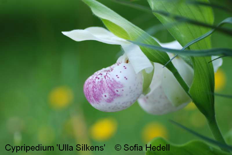 Cypripedium 'Ulla Silkens', toffelorkidehybrid