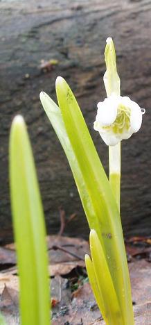 Galanthus nivalis, sndroppe