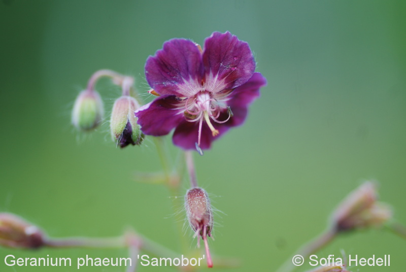 Geranium phaeum 'Samobor', nva