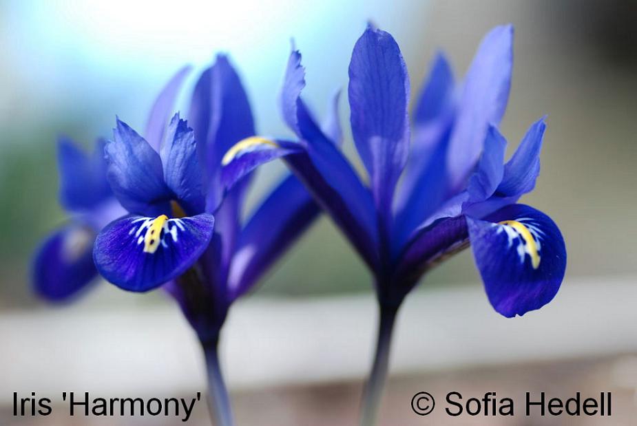 Iris Reticulata-grp 'Harmony', regnbgsiris
