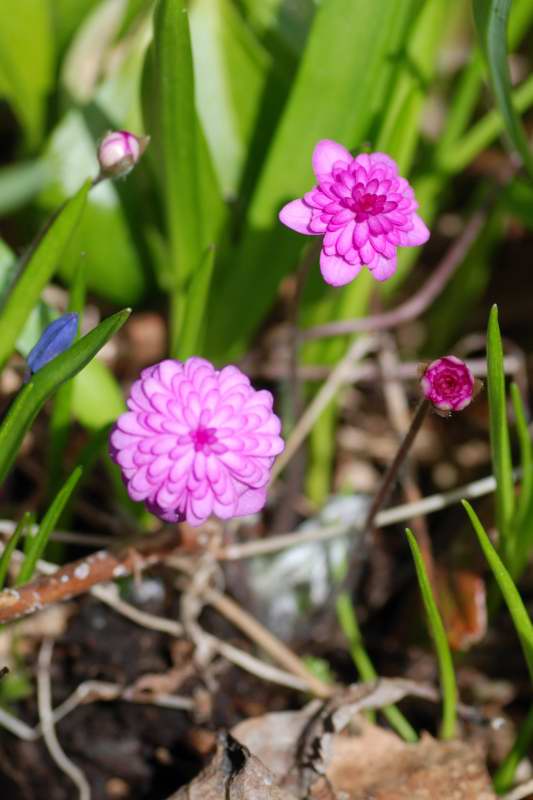 Hepatica nobilis, blsippa