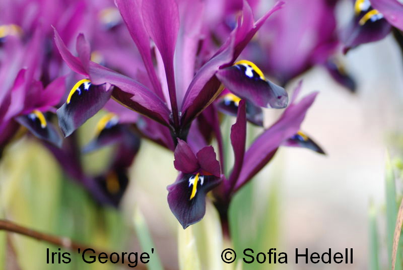 Iris Reticulata-grp George, regnbgsiris