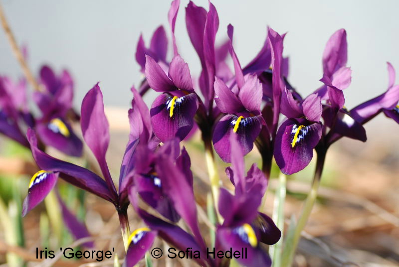 Iris Reticulata-grp George, regnbgsiris