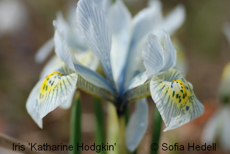 Iris Reticulata-grp, Katharine Hodgkin, regnbgsiris