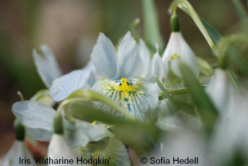 Iris Reticulata-grp, Katharine Hodgkin, regnbgsiris