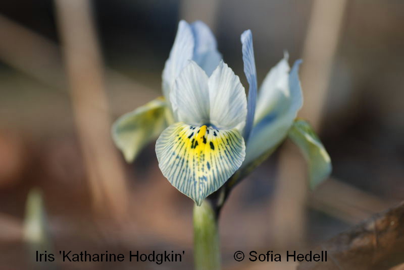 Iris Reticulata-grp, Katharine Hodgkin, regnbgsiris