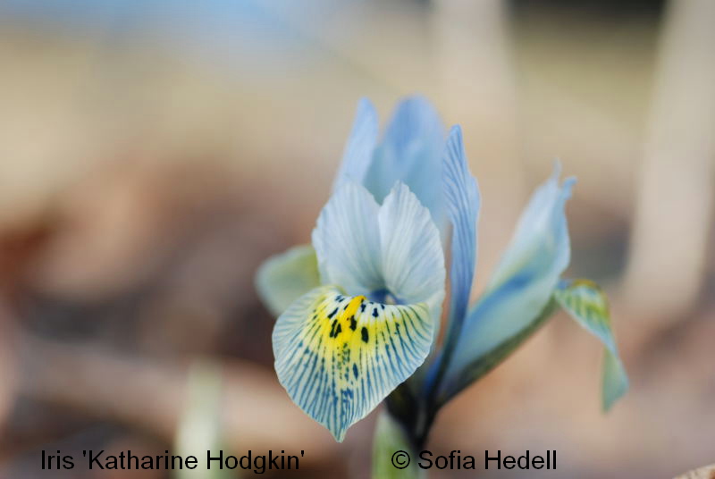 Iris Reticulata-grp, Katharine Hodgkin, regnbgsiris