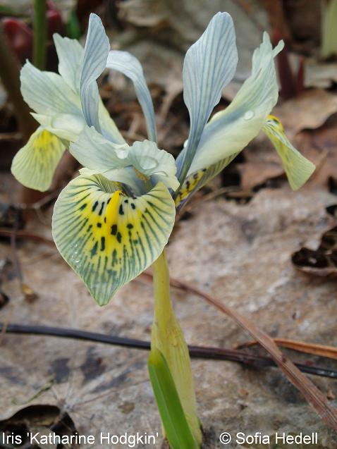 Iris Reticulata-grp, Katharine Hodgkin, regnbgsiris
