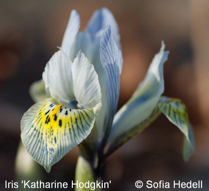 Iris Reticulata-grp, Katharine Hodgkin, regnbgsiris
