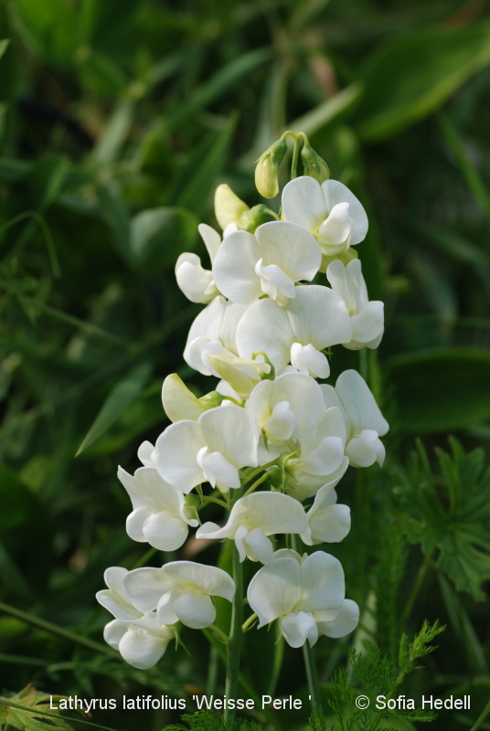 Lathyrus latifolius 'Weisse Perle', rosenvial