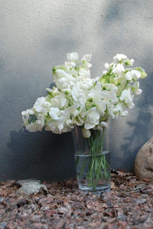 Lathyrus latifolius 'Weisse Perle', rosenvial