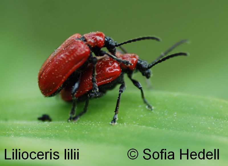 Lilioceris lilii, liljebagge