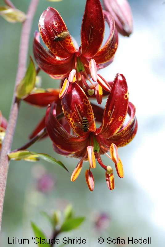 Lilium 'Claude Shride', krollilja