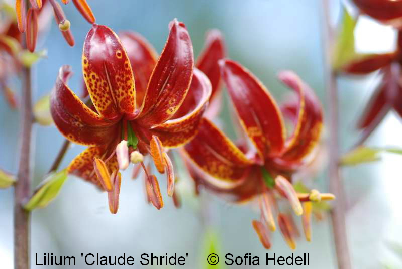 Lilium 'Claude Shride', krollilja