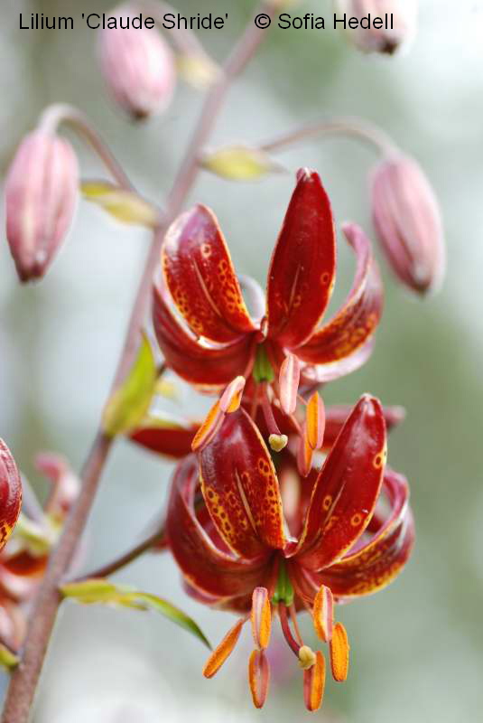 Lilium 'Claude Shride', krollilja