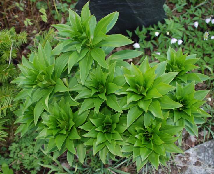 Lilium 'Claude Shride', krollilja