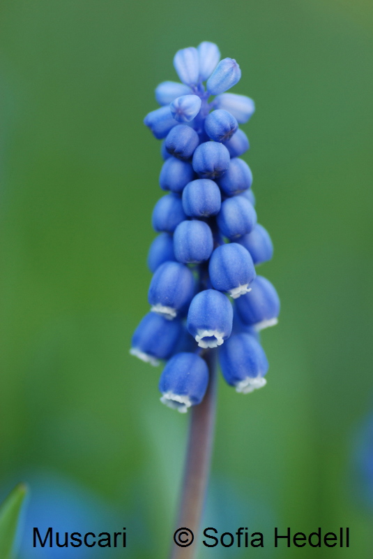 Muscari, prlhyacint