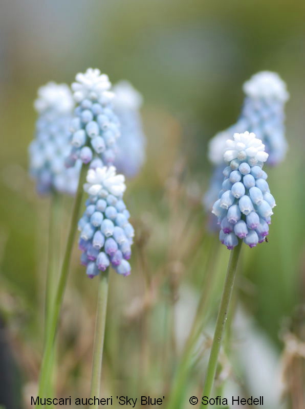 Muscari aucheri 'Sky Blue', prlhyacint