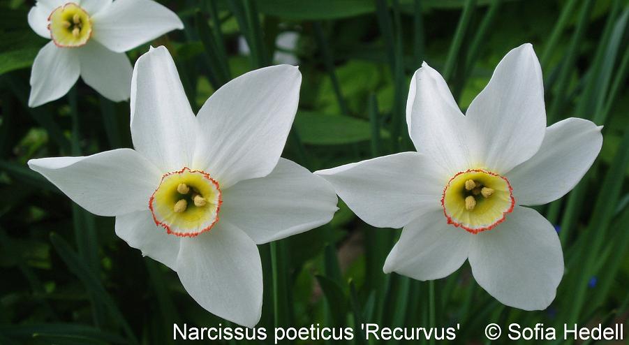 Narcissus poeticus 'Recurvus', poetpingstlilja