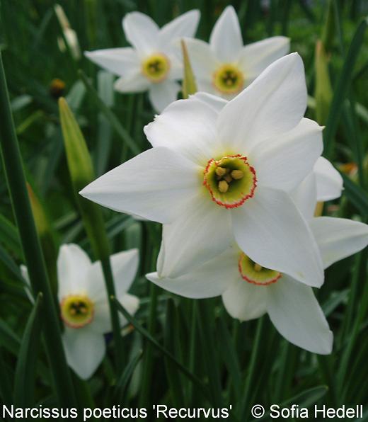 Narcissus poeticus 'Recurvus', poetpingstlilja