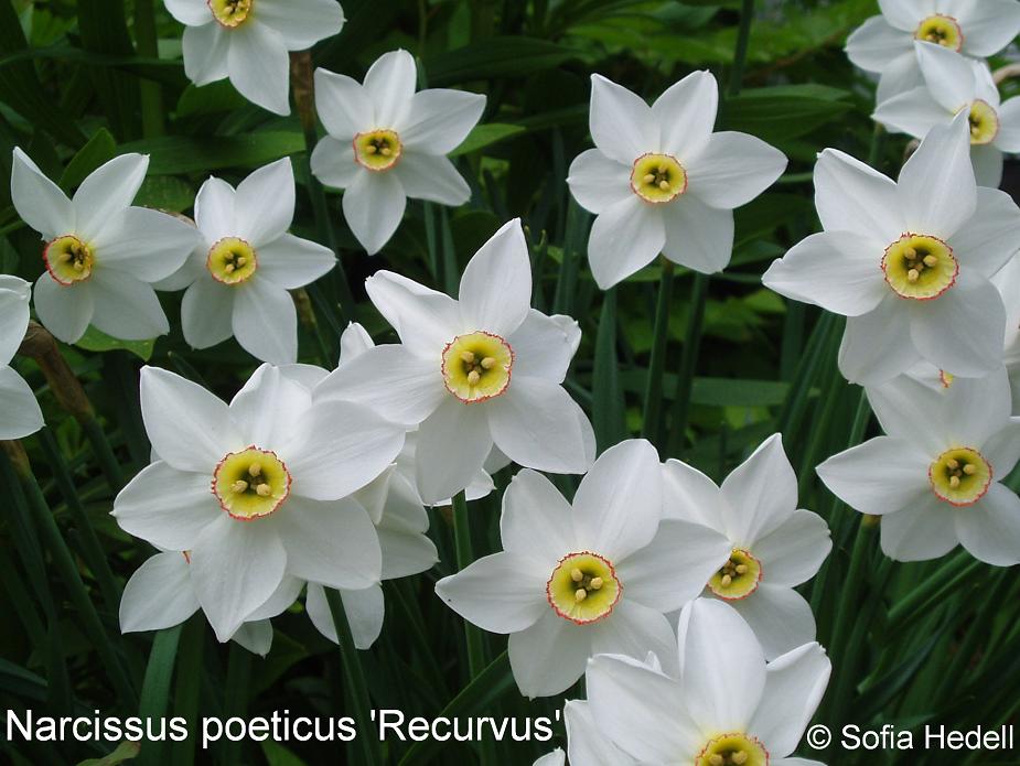 Narcissus poeticus 'Recurvus', poetpingstlilja