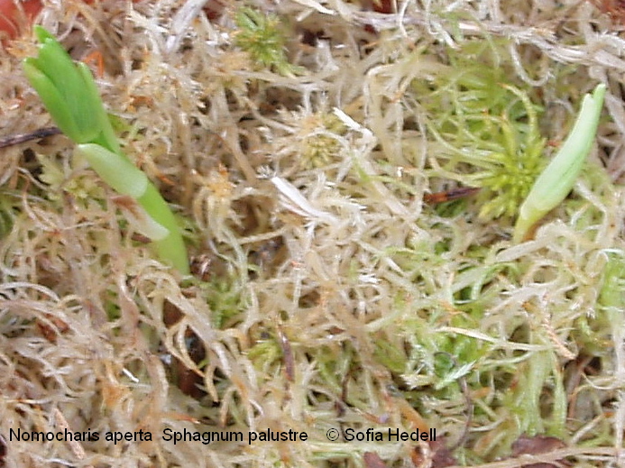 Nomocharis aperta, fjrilslilja