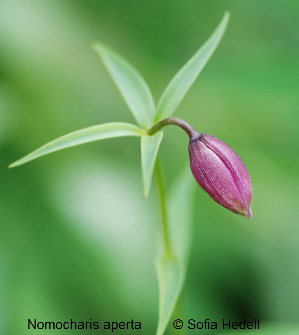 Nomocharis aperta, fjrilslilja