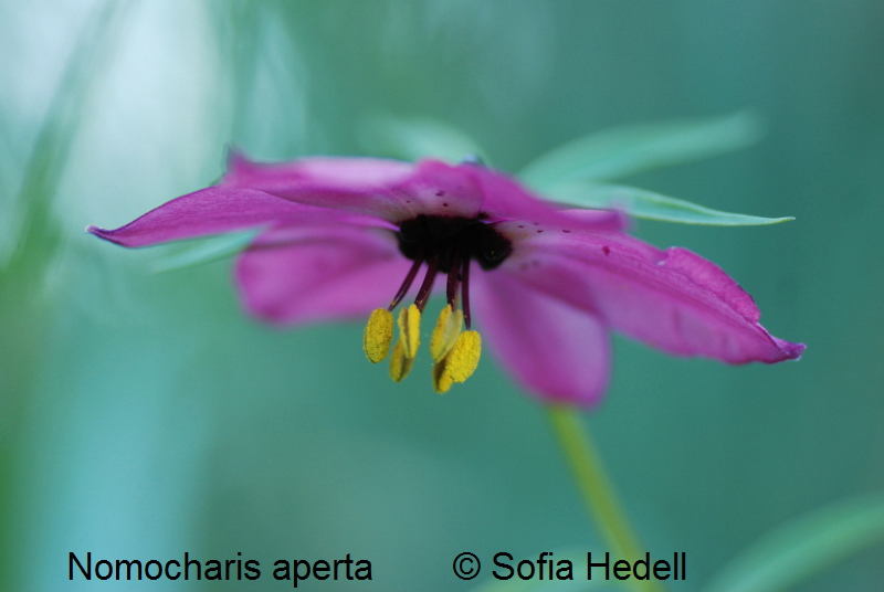 Nomocharis aperta, fjrilslilja