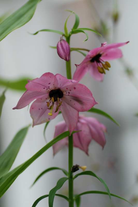 Nomocharis aperta, fjrilslilja